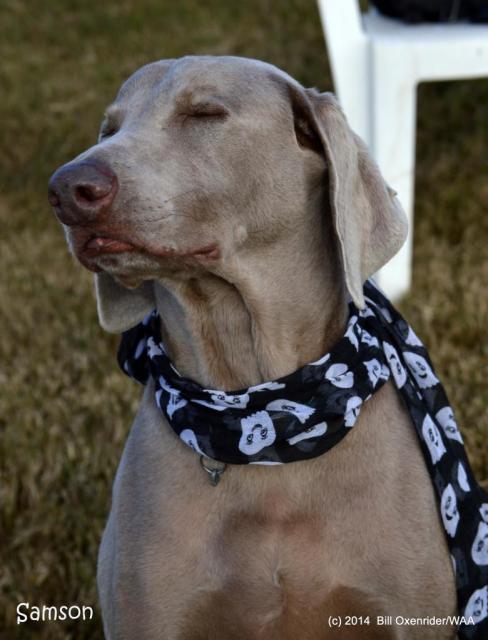 Samson Smug